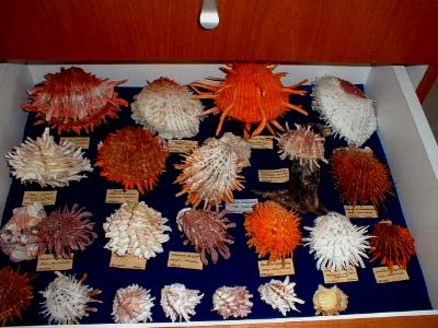 Shell Collection! - WWooww!