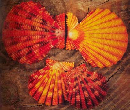 Sea shells! - Nice ones!