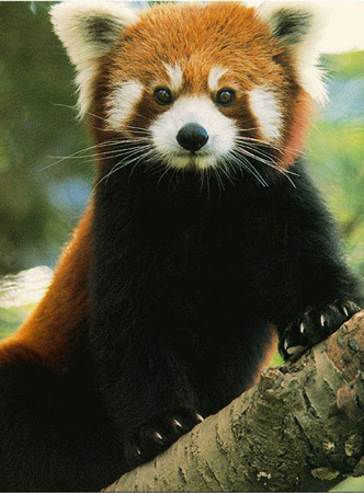 nice face - on serch for animal beauty