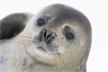 seal - seal