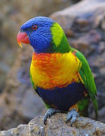 Bird - Colourful bird
