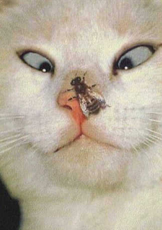 cross-eyed-cat-fly-on-nose - cross eyed cat, fly on nose