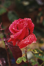 Red rose for you - Red rose