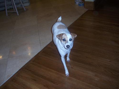 my dog - my dog