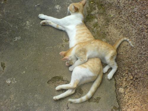 Cats on the Road - Two cats taking a nap by the road.
