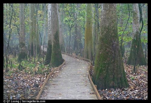 Boardwalk !! - Boardwalk snaking between giant cypress trees in misty weather. Congaree National Park, South Carolina, USA.