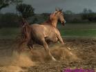 fine horse - fine horse.Its sprit is so exctited .