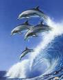 dolphins - swimming dolphins