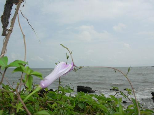 nature's beauty - this was taken at a beach