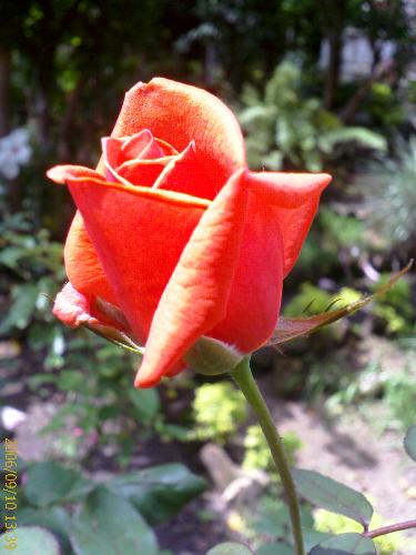 orange rose - orange