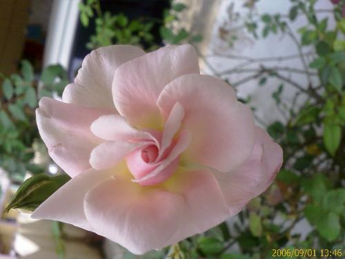 pink rose - pink rose