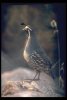 state bird - California State Bird, Quail