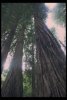 Redwood Tree - California State Tree, Redwood