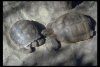 Tortuoise - California State Reptile, Tourtouse