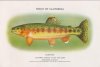 Trout - California State fish, Trout