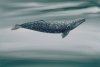 Mammal - California State Mammal, Gray Whale