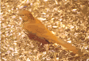 GeorgiaStateBird - GeorgiaStateBird