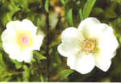 GeorgiaStateFlower - GeorgiaStateFlower