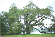 GeorgiaStateTree - GeorgiaStateTree