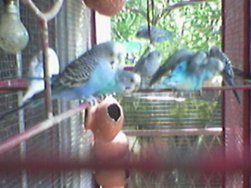 my budgies - my budgies taken with a 6600.