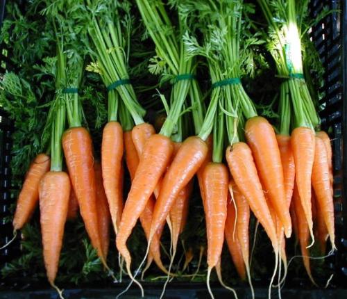 Fresh Carrots - Fresh Carrots