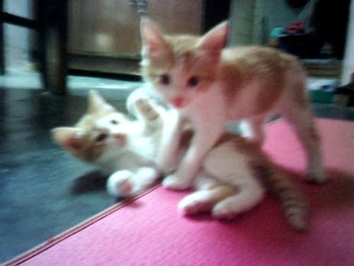 kity - my two little kitty