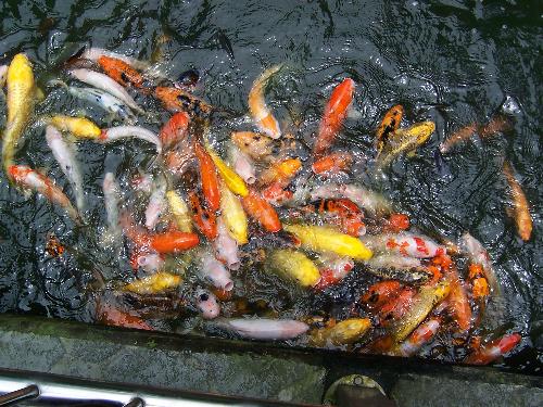 Lots Of Fish - This a picture taken of a pond at the local bird park.
