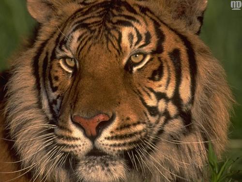 tiger.... - it is well know for its pride....beautiful animal on this earth.....