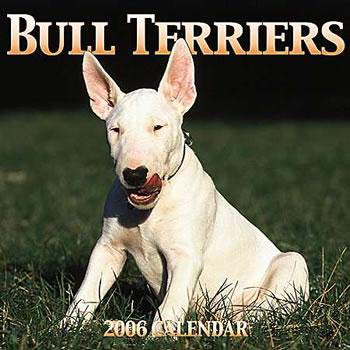 bull terriers - bull terriers