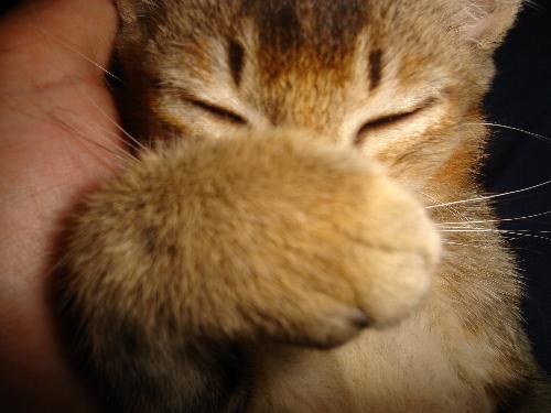 cat - cat