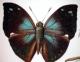 Butterfly - Butterfly