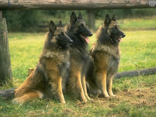 DOGS - DOGS