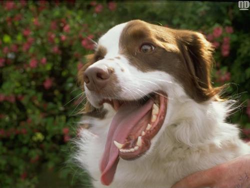 DOGS - DOGS