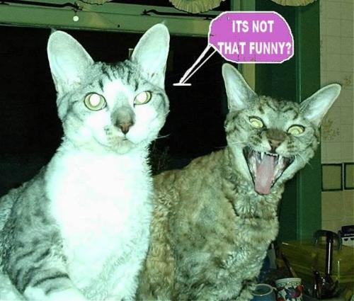 thats funny? - cat laugh