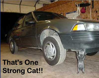 strong cat - cat