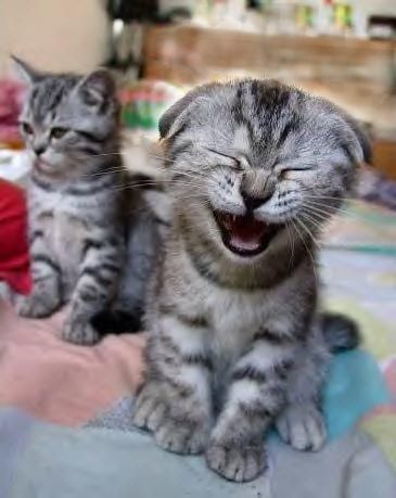 when the cat saw you naked - cat