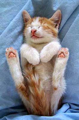 sleeping beuty - sleeping beuty