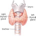 thyroid - thyroid