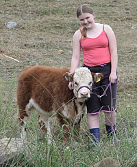 miniture cows - miniture cows