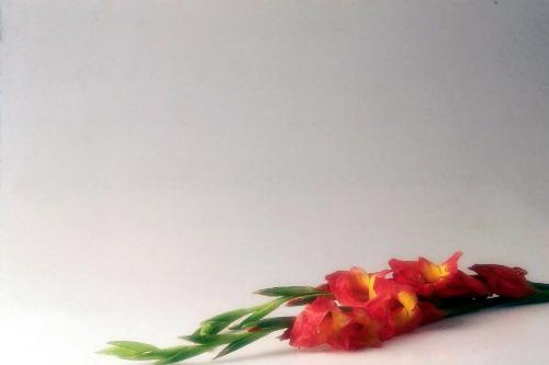 flowers - are these thrown away