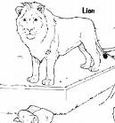 loin - the king of jungle
