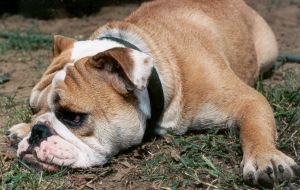 bulldog - The Bulldog is a relatively small but stocky breed, with a compact body and short, sturdy limbs. Their shape results in a waddle-like gait. Bulldogs are known for their short muzzles and the saggy skin on their faces, creating the apparent 'frown' that has become a trademark of the breed. Bulldogs come in a variety of colors and ideally have a smooth, short coat. The size for mature dogs is about 50 pounds (23 kg); for mature females about 40 pounds (18 kg). Though stout, the adult Bulldog measures only about 12-14 inches (30-36 cm) tall at the shoulder. Many people think bulldogs are cute, because of these characteristics, and that makes them one of the most popular pets in the world.  Contrary to classic cartoon parodies and nicknames of the breed, such as 'Sour-Puss', that depicted the bulldog as ferocious and wearing a spiked dog collar, the bulldog is not a vicious dog breed and gets along well with humans, including children, and usually other dog breeds. The reputation of being ferocious was true during the days of bullbaiting, but the aggressive tendencies were bred out of them by the time of the Second World War. Bulldogs are very friendly and playful, while also being stubborn and protective.  A bulldog is great for houses as well as apartments, due to the little exercise they require, especially as adults. Nonetheless, puppies may be destructive until reaching maturity.  Bulldogs tend to have breathing problems as their flat face restricts air; because of this they should be closely monitored in hot weather as they can suffer heat stroke easier than breeds with long noses. In addition, many bulldogs also suffer breathing difficulties as a result of their palate which can all too easily collapse into their airway. The collapsed palate can be fixed easily with surgery, but if left untreated, it can yield trademark breathing and snoring difficulties characteristic of the breed. They also have problems swimming and can drown if left unattended near a pool. Other common health problems include cherry eye, allergies, and (among older bulldogs) hip problems and cataracts. Because of the large heads in proportion to body size, baby bulldogs are usually delivered by Caesarean section as most pups get stuck in the birth canal during natural birth.  he term 'bulldog' was first used around 1500[1] and might have been applied to various ancestors of modern bulldog breeds. In the 1600s[2], bulldogs were used for bullbaiting, a wagering sport popular in the 17th century in which trained bulldogs leapt at a bull lashed to a post, latched onto its snout and attempted to suffocate it. The practice of bullbaiting was banned in England in 1835.  After bullbaiting was banned, the breed began to die out (known as the Old English Bulldog) until fans turned to conformation dog shows. The first show to have a class for bulldogs was in Birmingham. Just a few years later, in 1864, a club was organized to enhance the breed. Unfortunately, this group never picked a specific breed standard, and in 1891 the two top bulldogs, King Orry and Dockleaf, were greatly different in appearance. King Orry was reminiscent of the original bulldogs -- lighter boned and very athletic. Dockleaf was smaller and heavier set -- more like modern bulldogs. Dockleaf was declared the winner that year. Although some argued that the older version of the bulldog (known as the Old English Bulldog) was more fit to perform, the modern version’s looks won over the fans of the breed.  Recently, many people have tried to recreate a breed more akin to the original bullbaiter. Examples of the trend are the Olde Englishe Bulldogge, Renaissance bulldog, Victorian, Continental and Dorset Old Tyme bulldog.