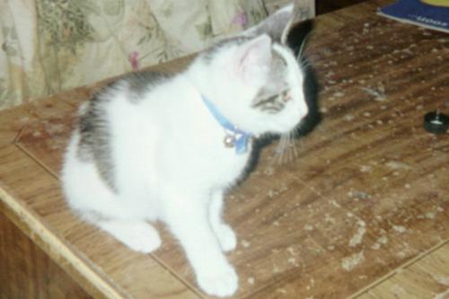 Alexis - One of our kittens.