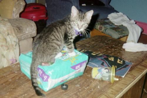 Precious Buddy - This is our other kitten.  Isnt he adorable.