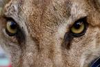 loin eyes - ohhhhhhhhh how beautifull