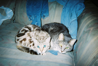 My furry friends - My cats name is mango she is the marbaled bengal.
