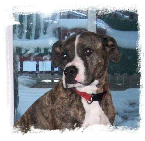 My Dog, Chunkers - Chunkers is waiting for me to let him outside so he can go play in the snow!