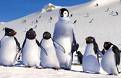 happy feet - happy feet