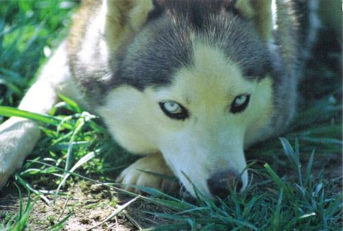 Haley the Husky - My siberian husky.  She's a sweetie.