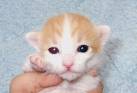 cat - wooooo how beatifull